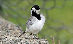 ​Türkiye-Ermenistan sınırı 100`den fazla kuş türüne yuva oldu