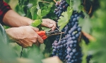 ​Süryaniler için şarap mevsimi: Hristiyan azınlık binlerce yıllık şarap kültürünü sürdürüyor