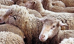 Ermenistan’dan koyun ihracatı devam ediyor