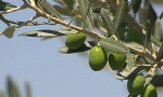​İsrail’de Aznavour için zeytin ağacı dikildi[İsrail’de Aznavour için zeytin ağacı dikildi