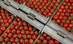 Sarkisyan:``Rusya`ya domates ihraç edenlerle rekabet etmeye hazırız