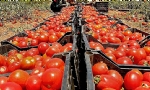 Ermeni domatesine de yasak gündemde