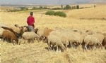 Hayvanları Ermenistan’a geçen çobana dayak